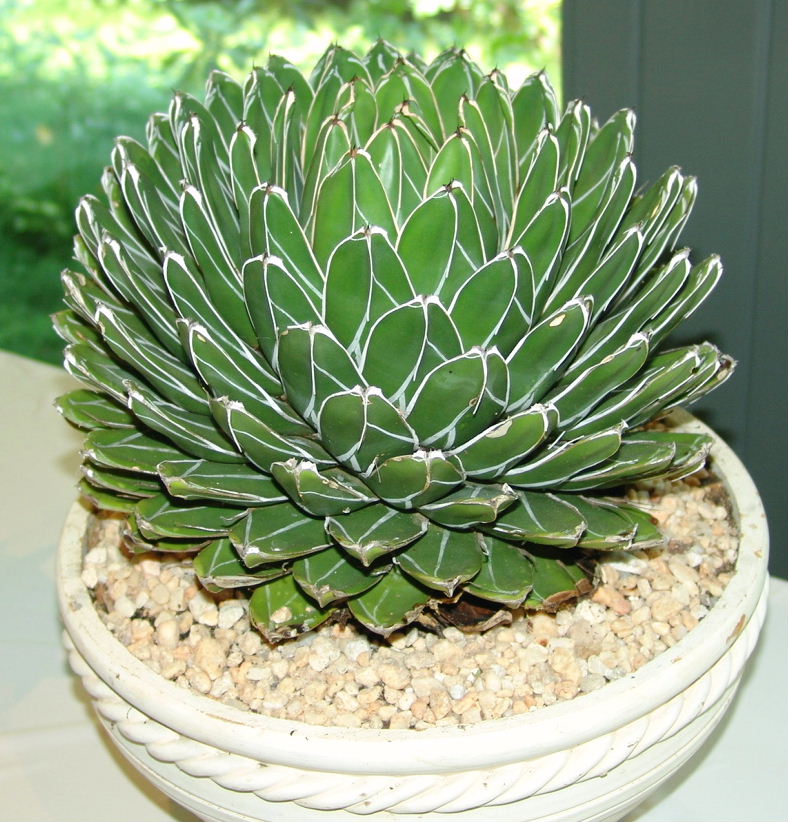 آگاوِ ویکتوریا - رجیون